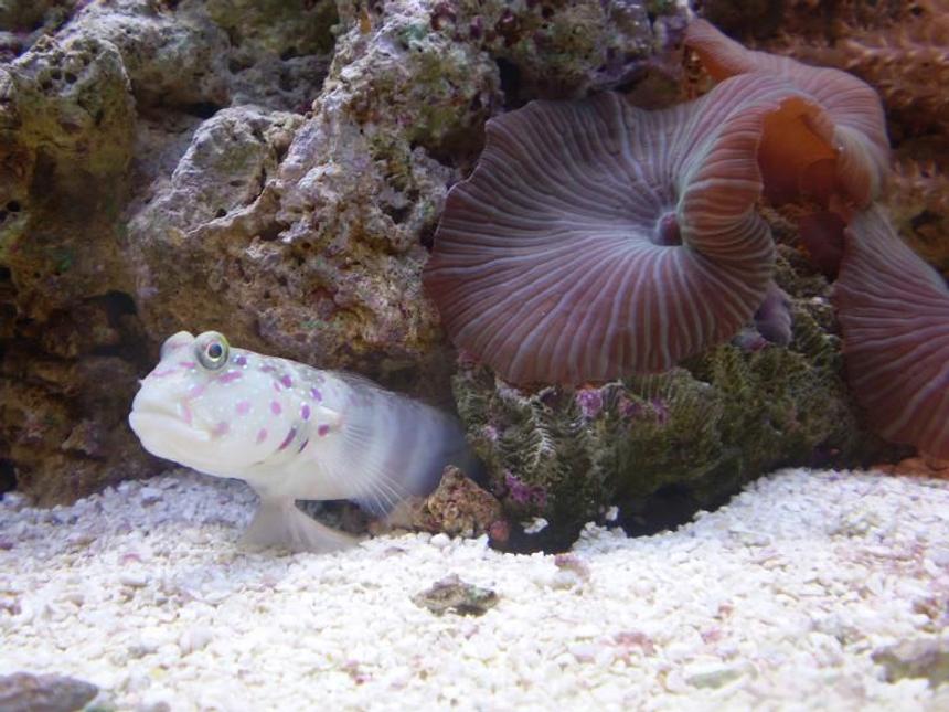 Rated #41: Saltwater Fish - Cryptocentrus Leptocephalus - Pink Spotted Watchman Goby Stocking In 70 Gallons Tank - *OLD TANK* MY PINK SPOTTED GOBY SITTING ON HIS LITTLE BARSTOOL