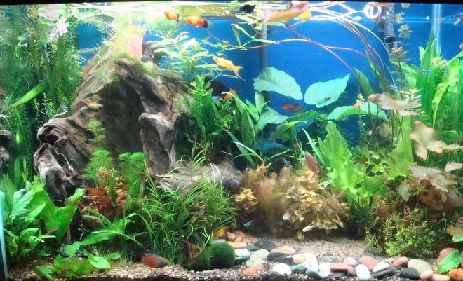 65 gallons planted tank (mostly live plants and fish) - This is my first tank.  I am new to this hobby and the tank was set up 3 months ago.  I welcome all comments.