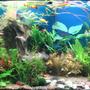 65 gallons planted tank (mostly live plants and fish) - This is my first tank. I am new to this hobby and the tank was set up 3 months ago. I welcome all comments.
