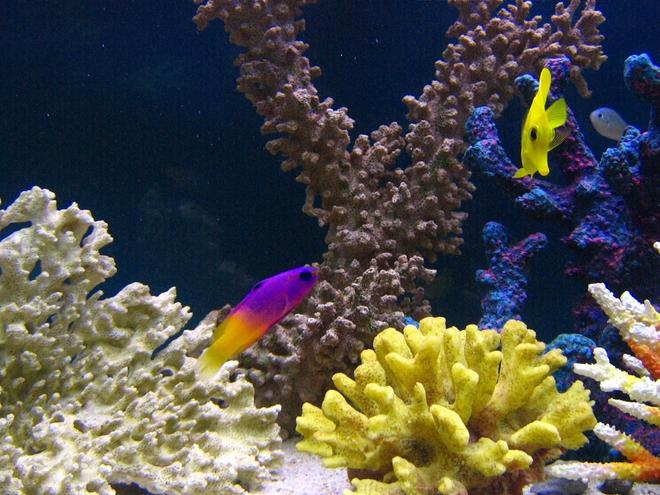 saltwater fish - gramma loreto - royal gramma basslet stocking in 105 gallons tank - Gramma Loretto with a friend