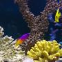 saltwater fish - gramma loreto - royal gramma basslet stocking in 105 gallons tank - Gramma Loretto with a friend