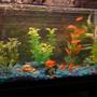 10 gallons freshwater fish tank (mostly fish and non-living decorations) - 10 gallon tank.