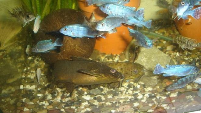 freshwater fish - aulonocara nyassae - blue peacock cichlid stocking in 70 gallons tank - synodontis cichlid
