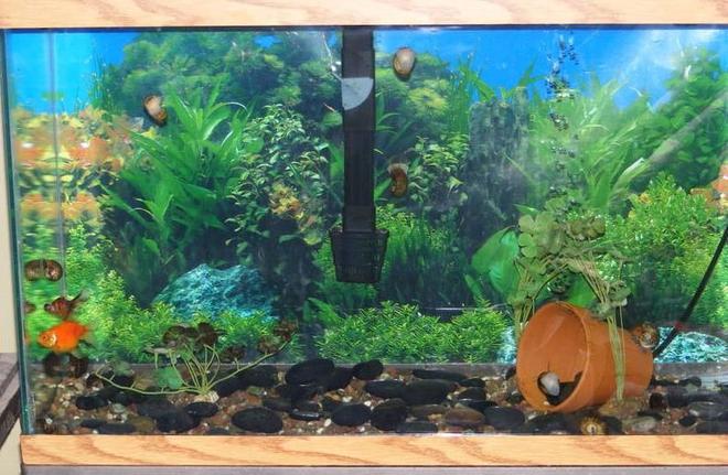29 gallons freshwater fish tank (mostly fish and non-living decorations) - 29 gallon tank with 2 goldfish and some snails. Since this picture was taken I have added more gravel and plants have been cleaned of algae. The background came with the tank and I didn't have any others that fit so until I get around to getting one I like better this will have to do.