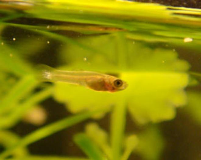 freshwater fish - poecilia sphenops - marble lyretail molly stocking in 12 gallons tank - Newborn Marble Molly
photo taken 30 mins after birth