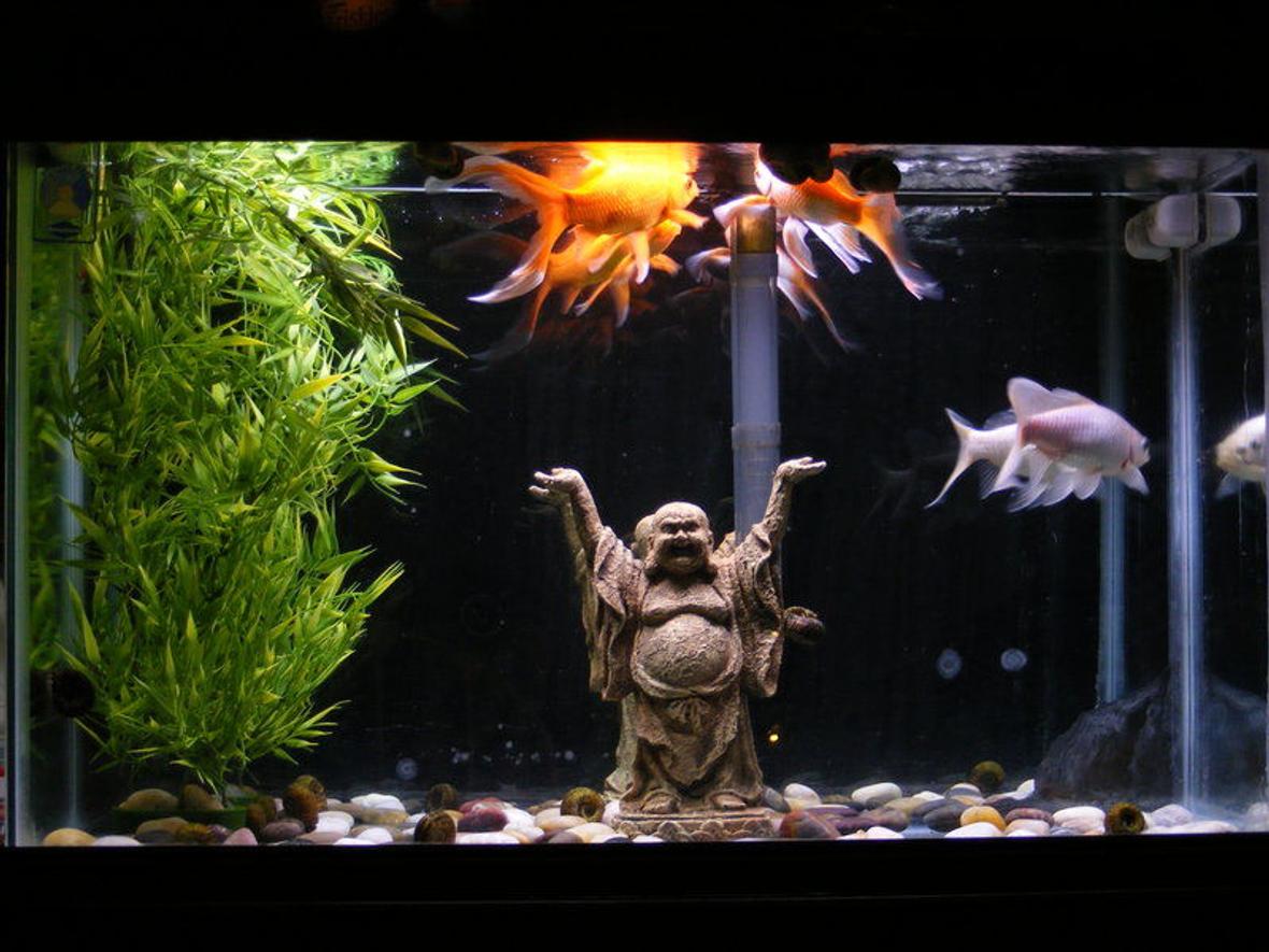 29 gallons freshwater fish tank (mostly fish and non-living decorations) - 29 gallon temp tank of 3 goldfish. Plastic bamboo plant with a buddha and some river rocks scattered on the bottom. Mirrored background is a little messed up but the tank was free from freecycle so no complaints from me.