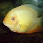 freshwater fish - heros serverus - gold severum stocking in 150 gallons tank - my gold sevrum