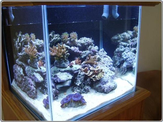 25 gallons reef tank (mostly live coral and fish) - Nano SPS Reef