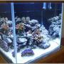 25 gallons reef tank (mostly live coral and fish) - Nano SPS Reef