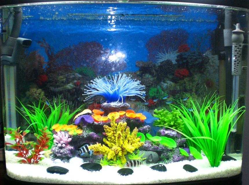 Rated #1717: 23 Gallons Freshwater Fish Tank - 5x Burundi Frontosa
1x Sailfin Pleco
20-Odd Neon Tetras
1x Fake coral rock in centre
4x Fake plants

*580x300x500mm MinJiang 'Baolai' Aquarium 90Ltrs (~23 Gallons)

*2x15W Built in fluros (came with tank)

*Minjiang 'R3-580' Powerhead (came with tank - states "Qmax: 1000L/h" - but am assuming 580L/h?) flowing into drip tray above which has Eheim Hollow ceramic rings on the bottom, and Filter Fibre Wool.

*Fluval 205 Canister Filter - Standard sponges and (Bottom to top) *Purigen & Carbon *Matrix *Fluval Noodles (i think that's right - was 2 weeks ago now... only just installed it -lol-)

*Scuba 50 - 50w heater

*Gravel size is around 3mm - small white rocks

*Scattered large polished pebbles