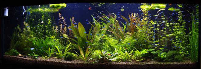 190 gallons planted tank (mostly live plants and fish) - aquarium 3 month old