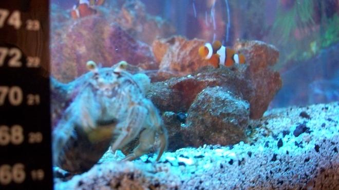 20 gallons saltwater fish tank (mostly fish, little/no live coral) - "how you doin?"
anemone hermit and my smallest perc