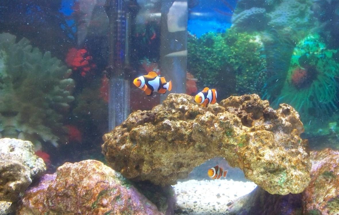 20 gallons saltwater fish tank (mostly fish, little/no live coral) - Hide and go seek !!!