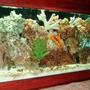 75 gallons reef tank (mostly live coral and fish) - Our tank--- hopefully ya'll like it as much as we do!