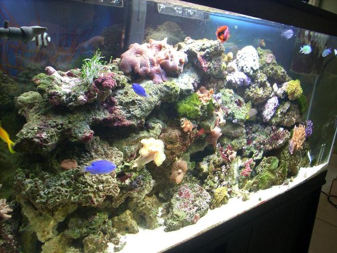 55 gallons reef tank (mostly live coral and fish) - 55 gallon tank
