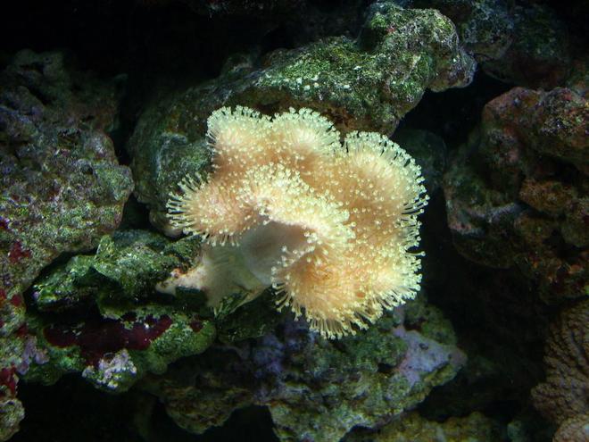 corals inverts - sarcophyton sp. - toadstool mushroom leather coral stocking in 55 gallons tank - Coral