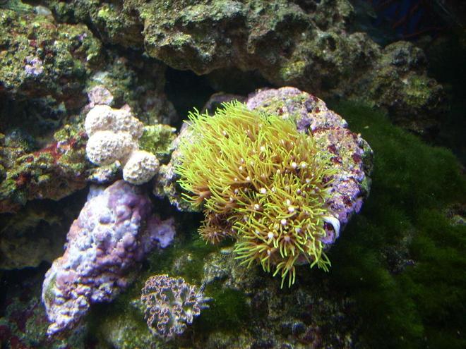 corals inverts - briareum sp. - starburst polyp stocking in 55 gallons tank - Green Star Polyp