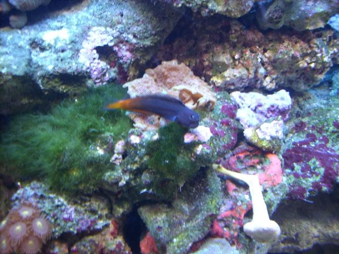 saltwater fish - ecsenius bicolor - bicolor blenny stocking in 55 gallons tank - Bicolor Blenny
