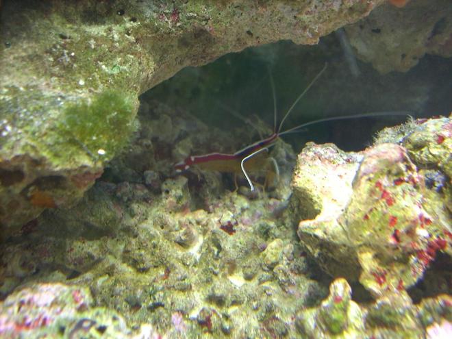 corals inverts - lysmata amboinensis - scarlet skunk cleaner shrimp stocking in 55 gallons tank - Cleaner Shrimp