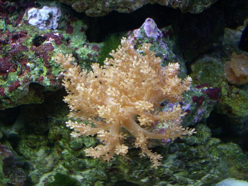 Rated #463: Corals Inverts - Stereonepthya Sp. - Lemon Tree Coral Stocking In 55 Gallons Tank - Coral