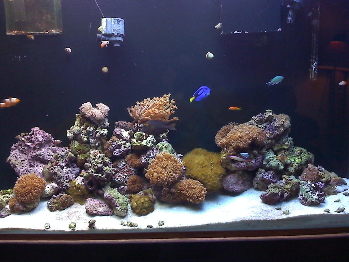 90 gallons reef tank (mostly live coral and fish) - my dad's tank