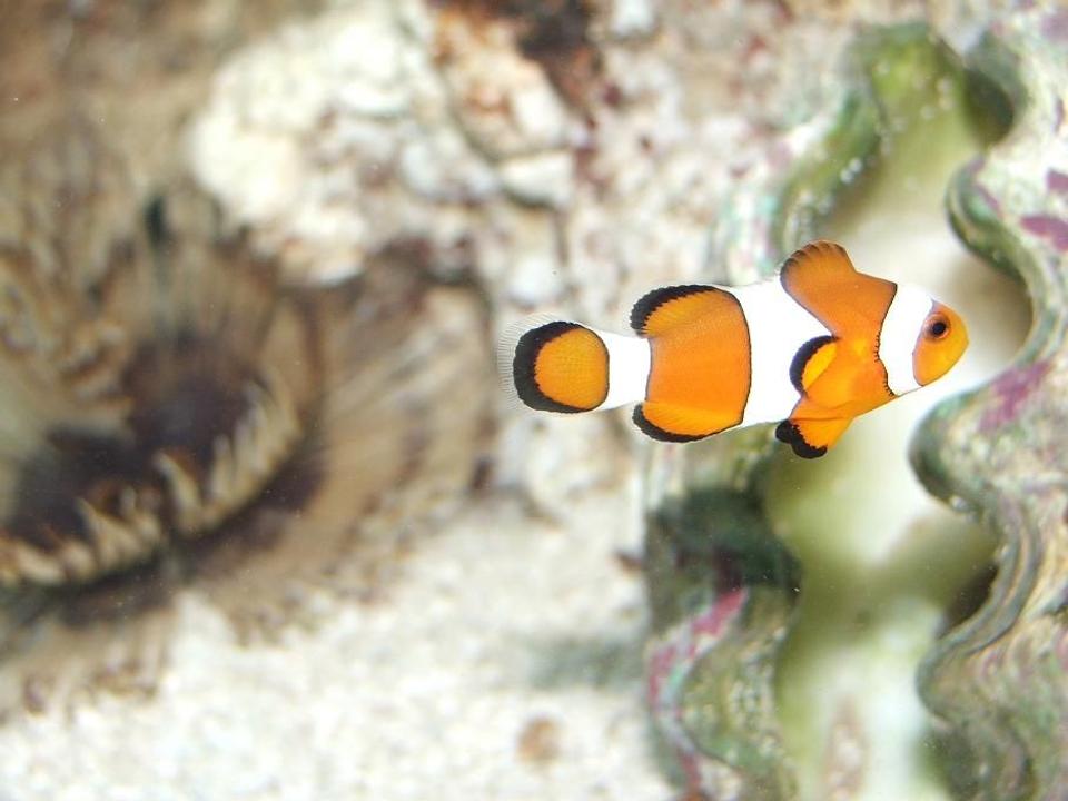 saltwater fish - amphiprion ocellaris - ocellaris clownfish stocking in 55 gallons tank - Occelaris clown with feather duster in background
