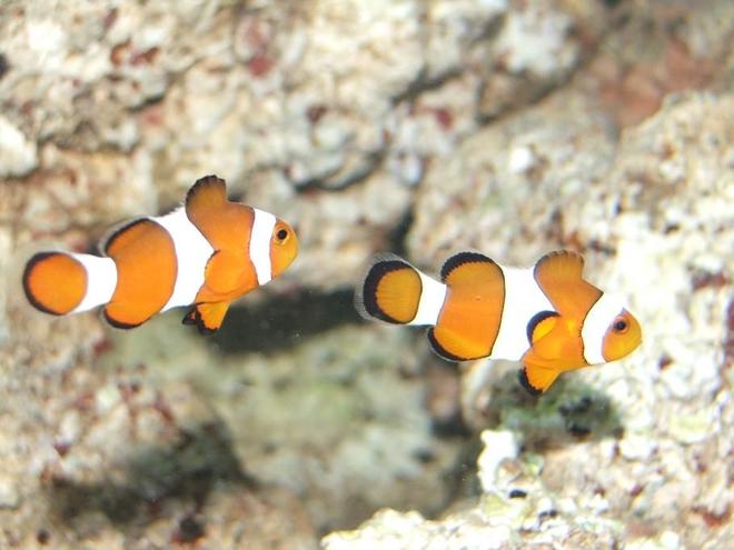 saltwater fish - amphiprion ocellaris - ocellaris clownfish stocking in 55 gallons tank - Marlin and Coral The Clownfish