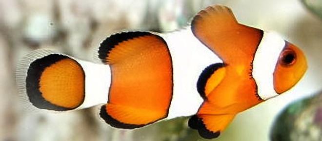 saltwater fish - amphiprion ocellaris - ocellaris clownfish stocking in 55 gallons tank - Clwonfish