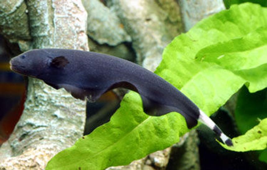 Rated #22: Freshwater Fish - Apteronotus Albifrons - Black Ghost Knifefish Stocking In 200 Gallons Tank - z