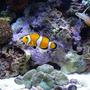 saltwater fish - amphiprion percula - true percula clownfish stocking in 90 gallons tank - Mated pair and Fire Goby.