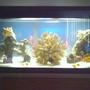 30 gallons reef tank (mostly live coral and fish) - updated pic of my 30gallon salt.