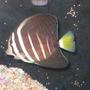 saltwater fish - zebrasoma veliferum - sailfin tang stocking in 55 gallons tank - Sailfin Tang