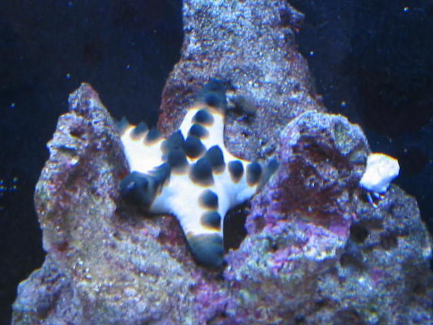 Rated #63: Corals Inverts - Protoreastor Nodosus - Chocolate Chip Starfish Stocking In 55 Gallons Tank - Chocolate Chip Star fish