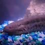 freshwater fish - lungfish stocking in 75 gallons tank - My lung fish close up