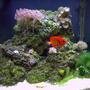 14 gallons reef tank (mostly live coral and fish) - My Setup