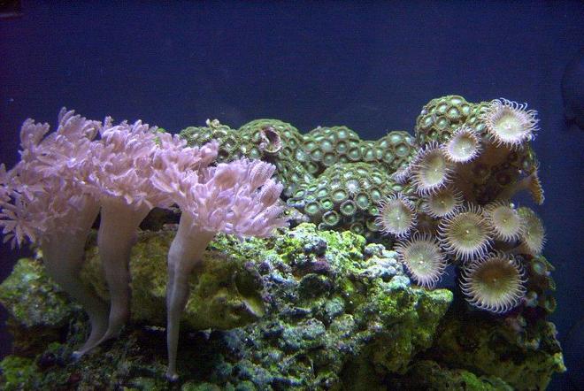 corals inverts - xenia sp. - white pom pom xenia, red sea stocking in 14 gallons tank - Xenia's and other zoo's