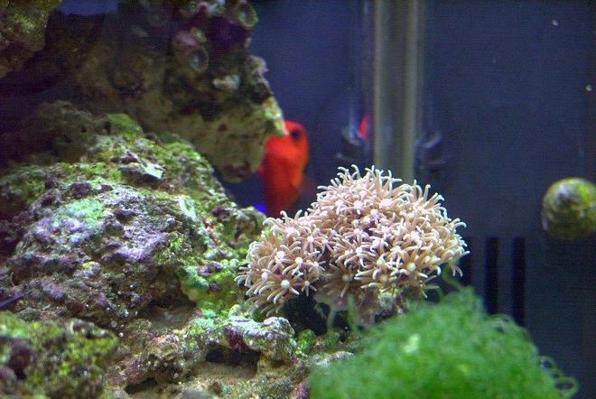 corals inverts - briareum sp. - starburst polyp stocking in 14 gallons tank - Starburst Polyp's