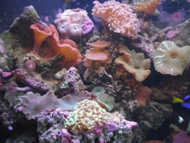 corals inverts - actinodiscus sp. - red mushroom stocking in 90 gallons tank - Mushrooms and corals