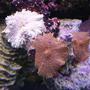 corals inverts - ricordea yuma - ricordea mushroom stocking in 90 gallons tank - Red and Lilac yuma Mushrooms