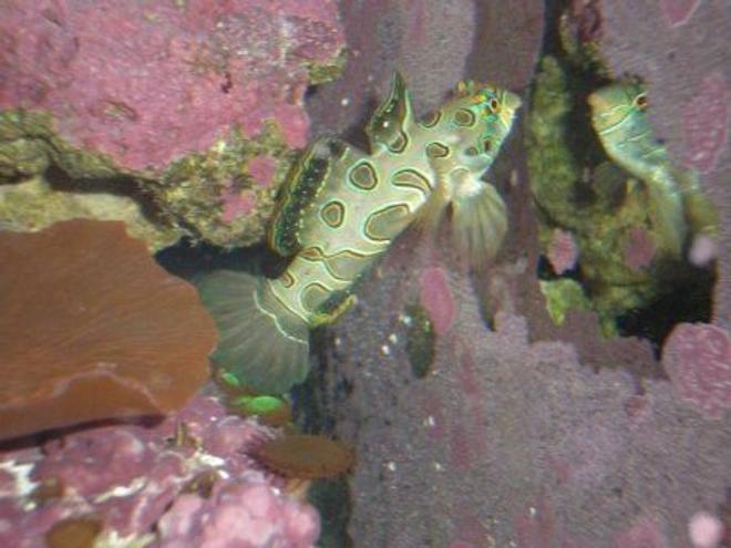 90 gallons saltwater fish tank (mostly fish, little/no live coral) - Green Mandarin