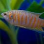 freshwater fish - macropodus opercularis - blue paradise stocking in 45 gallons tank - red paradised gourami.