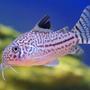 freshwater fish - corydoras sp. - false julii cory cat stocking in 45 gallons tank - corydoras julii