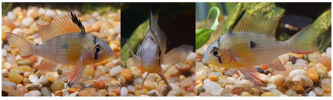 freshwater fish - microgeophagus altispinosa - bolivian ram stocking in 45 gallons tank - bolivian ram