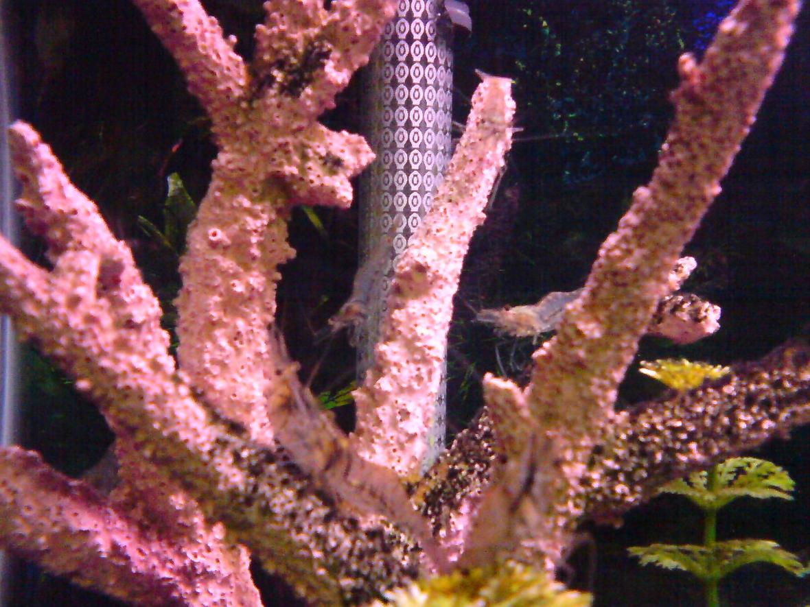 corals inverts - paleomonetes sp. - ghost shrimp stocking in 29 gallons tank - Lots of Ghost Shrimp