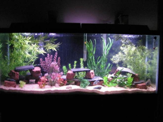 55 gallons freshwater fish tank (mostly fish and non-living decorations) - 55gAC110Penguin 350200w Penplax heaterGreen severumFiremouth