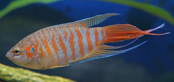 freshwater fish - macropodus opercularis - blue paradise stocking in 45 gallons tank - red paradised gourami