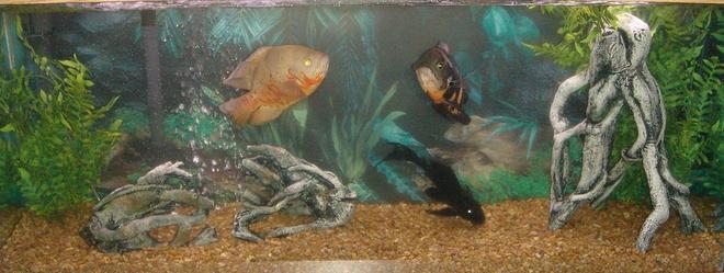 freshwater fish - astronotus ocellatus - albino oscar stocking in 55 gallons tank - The tank originally had a pirate theme.  However the fish soon out grew it; They were larger than the ship!    I did a bit of redecorating, giving the fish the open space for swimming.  At first they were not huge fans of the fake plants, but they soon adjusted.