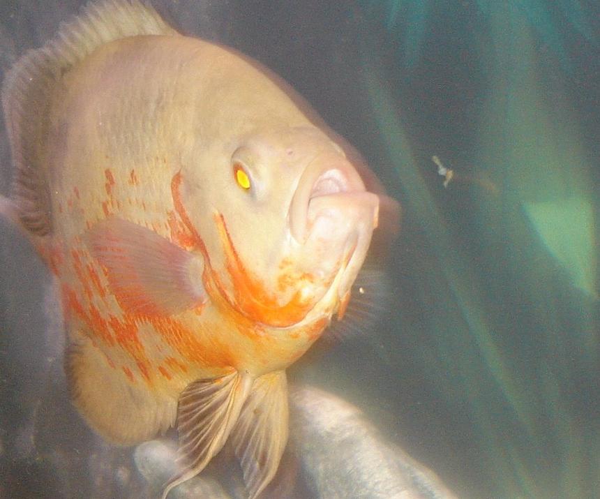 Rated #1484: Freshwater Fish - Astronotus Ocellatus - Albino Oscar Stocking In 55 Gallons Tank - Dexter chasing a piece of food.
