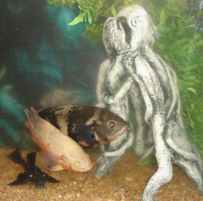 freshwater fish - astronotus ocellatus - tiger oscar stocking in 55 gallons tank - The entire tank gang.