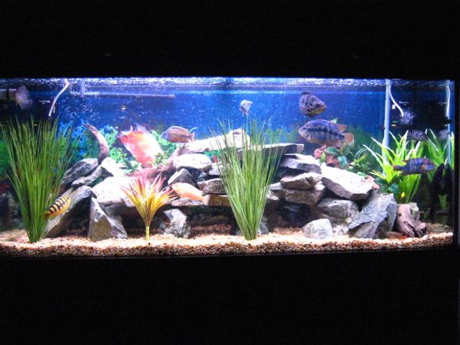 120 gallons freshwater fish tank (mostly fish and non-living decorations) - 120 Gal Fresh Water tank with a mix of African  South AmericanChilds
